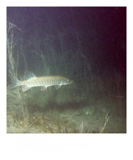 brochet9