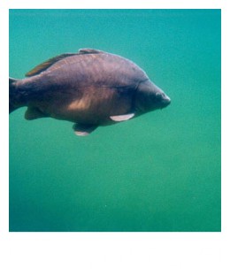 carpe3