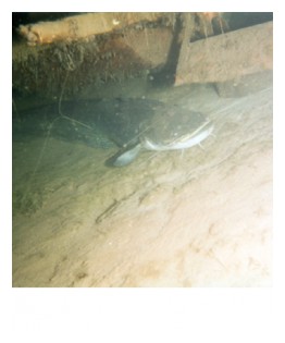 silure1