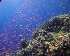 anthias 1