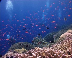 anthias 2