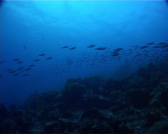 banc poissons