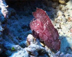 feuille rouge 2