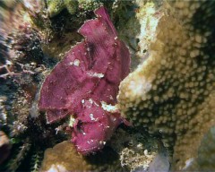 feuille rouge