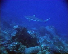 requin pointe noire