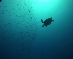 tortue 1