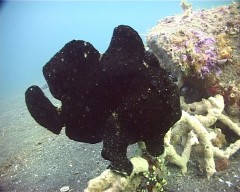 antenaire 8