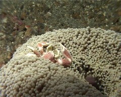 crabe anemone