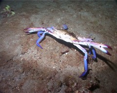 crabe nageur