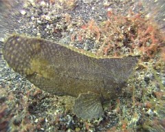 poisson feuille 2