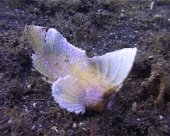 poisson feuille