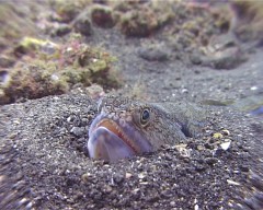 poisson lezard