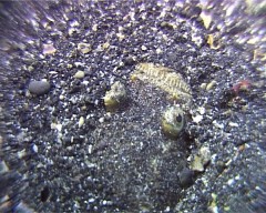 poisson sable