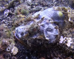 poisson scorpion bleu