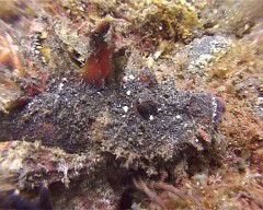 poisson scorpion