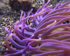 pterapogons