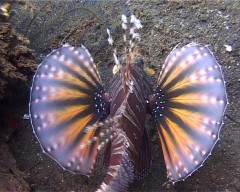 pterois rascasse
