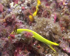 rhinomurena jaune