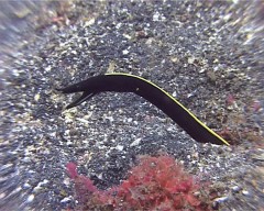 rhinomurena noire