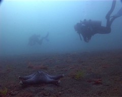 sable noir lembeh