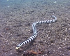 serpent corail