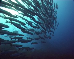 barracudas 1
