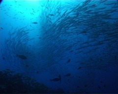 barracudas 3