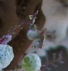 hippocampe pygmee