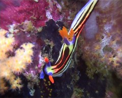 limace 1