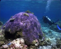 porites 1