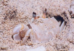 crabe
