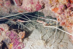 mlangoustes