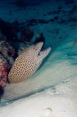 mleopard