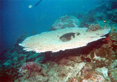 acropora_table
