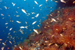 anthias500