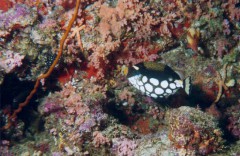 conspiscilium