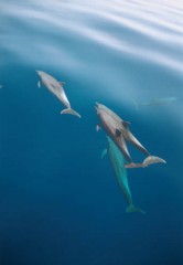 dolphins2 500