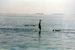 dolphins3 500