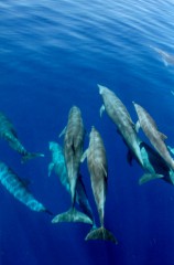 dolphins4 500