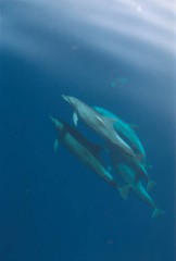 dolphins500