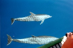 dolphins6 500