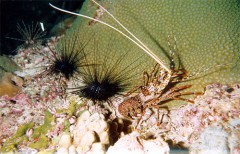 langouste1