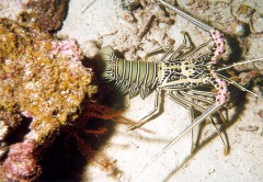 langouste2