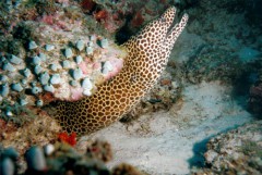 leopard500