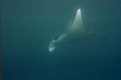 manta