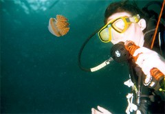 meduse
