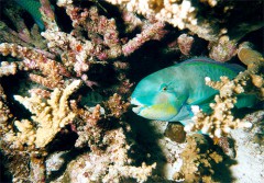 perroquet2