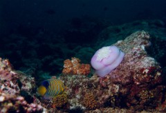 pigoplites