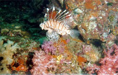 pterois2