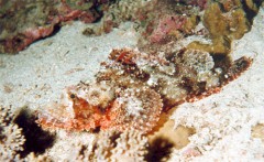 scorpaena